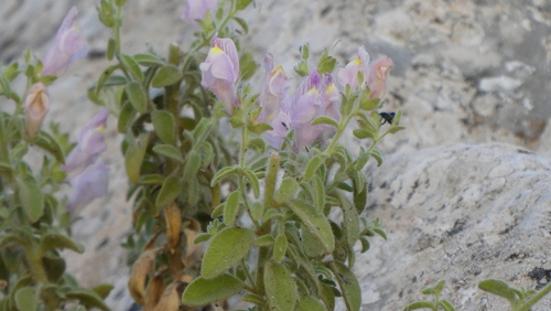Antirrhinum hispanicum