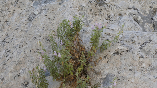 Antirrhinum hispanicum, photograph 1