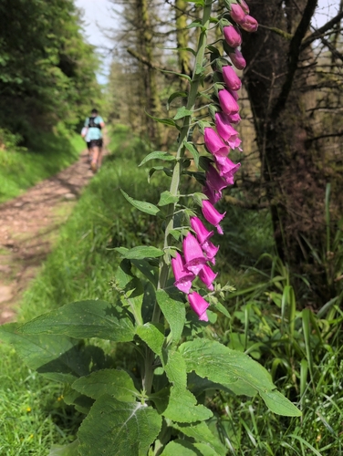 purple foxglove