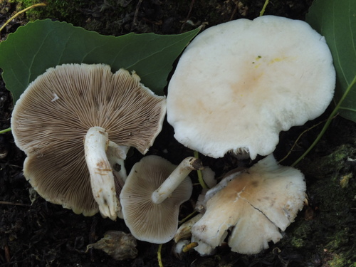 Poplar Fieldcap