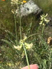Astragalus curtipes