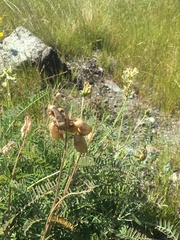Astragalus curtipes