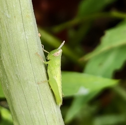 Short-winged Rice Grasshopper