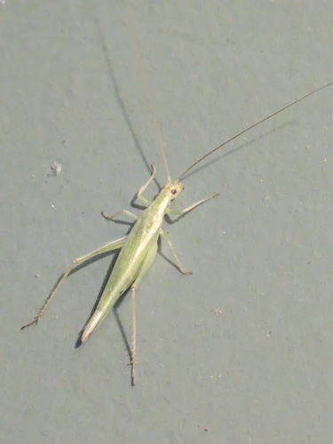 Common Tree Crickets