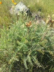 Astragalus curtipes