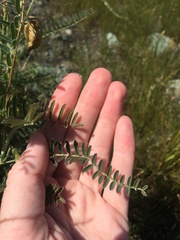 Astragalus curtipes