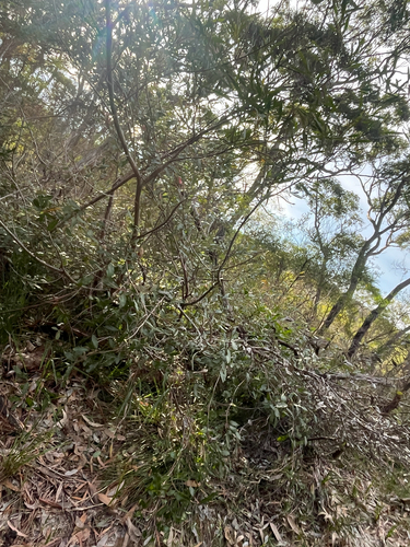 Grevillea macleayana, photograph 3