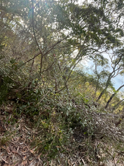 Grevillea macleayana, photograph (c) bughntr, some rights reserved (CC BY-SA)
