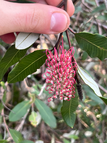Grevillea macleayana, photograph 1