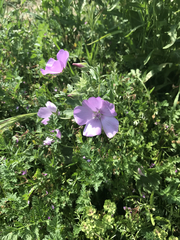 Eremalche parryi kernensis