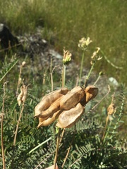 Astragalus curtipes