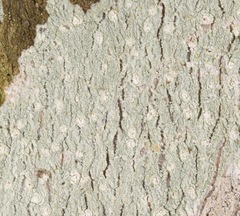 Phlyctis boliviensis