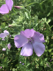 Eremalche parryi kernensis