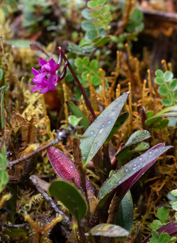 Epidendrum becerrae Hágsater & E.Santiago