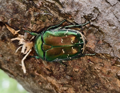 Protaetia speculifera