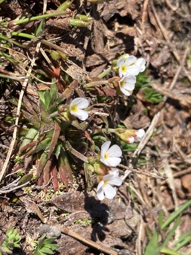 Androsace adfinis (Androsace adfinis)