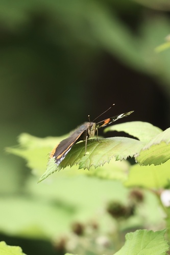 Red Admiral