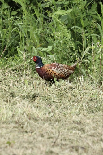 Ring-necked Pheasant