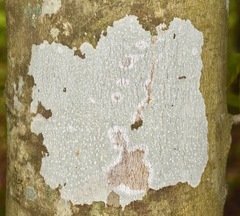 Phlyctis boliviensis