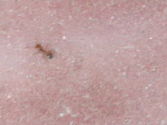 Solenopsis