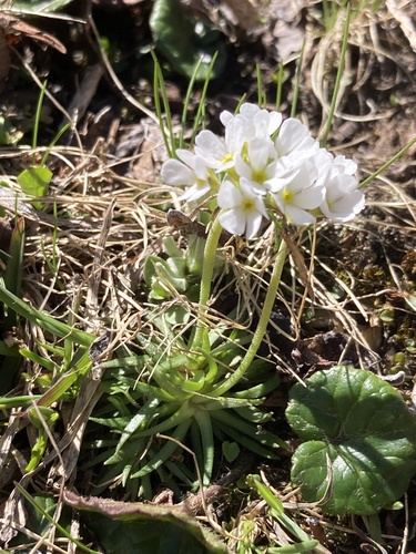 Androsace adfinis (Androsace adfinis)