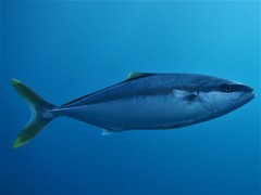 Yellowtail Amberjack photo 2