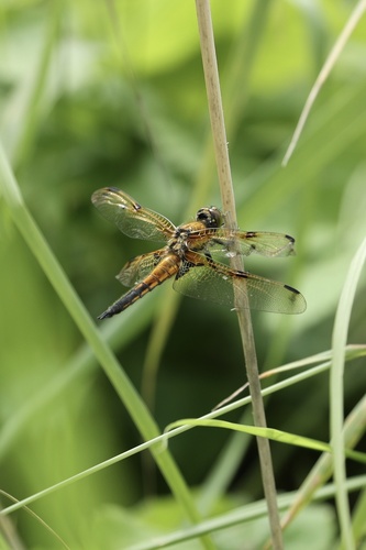 Four-spotted Skimmer
