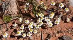 Eriophyllum lanosum