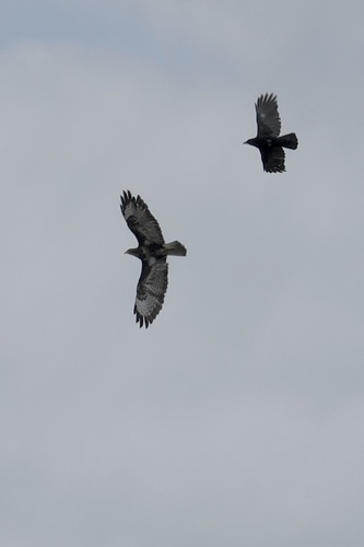 Common Buzzard