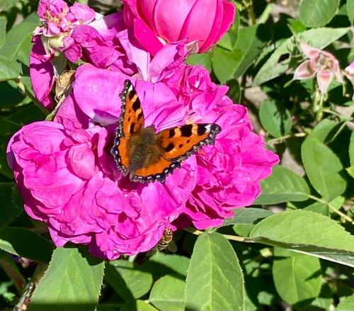 Small Tortoiseshell