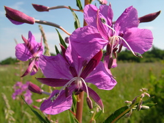 Chamaenerion angustifolium