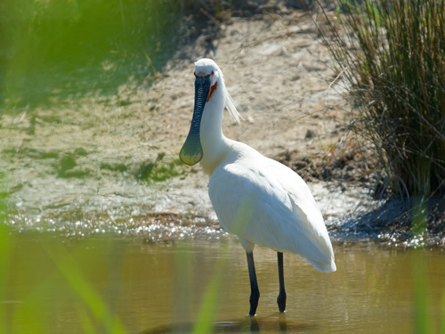 Espátula común (Platalea leucorodia)