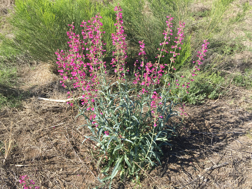 Penstemon parryi