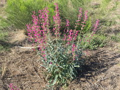 Penstemon parryi