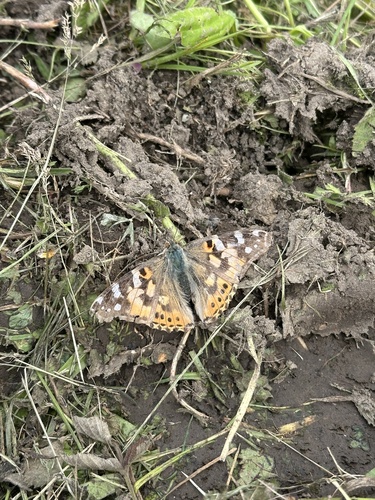 Painted Lady
