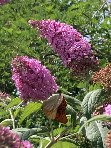 Silver-washed Fritillary