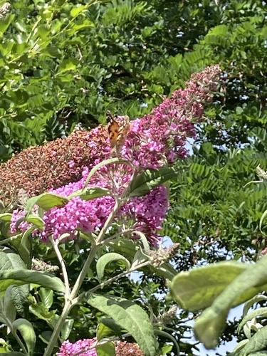 Painted Lady
