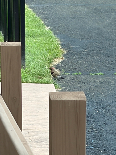 Northern Flicker
