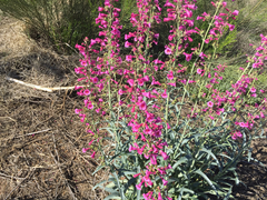 Penstemon parryi
