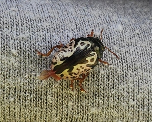 Calligrapher Beetles
