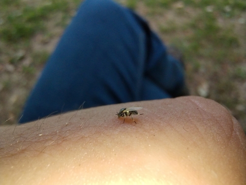 Common Blackflies