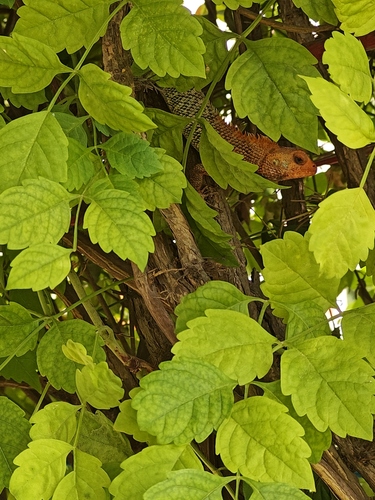 Indian Garden Lizard