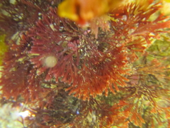 Melanthalia abscissa