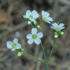 Eremogone saxatilis