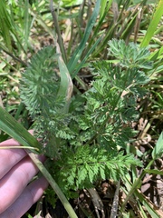 Scandix pecten-veneris