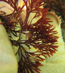 Melanthalia abscissa