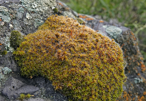 Star Moss