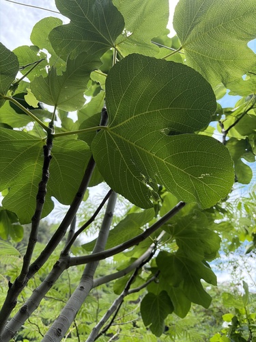 common fig