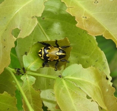 Rutela