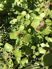 Viburnum ellipticum